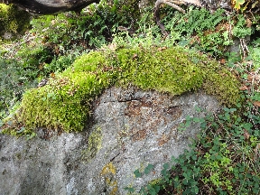 Rock sporting a green cap